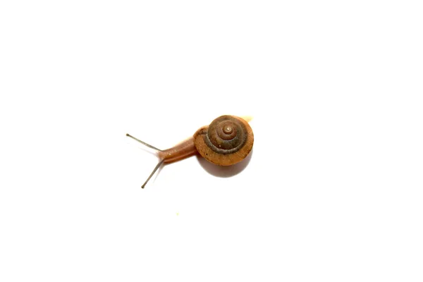 Eine Schnecke — Stockfoto