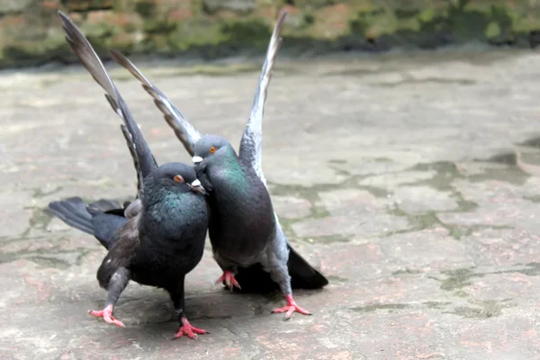 Un par de palomas — Foto de Stock