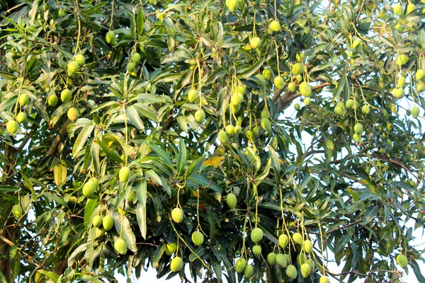 Mango ağacında — Stok fotoğraf
