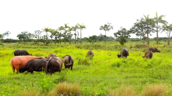 Buffalo — Stock Photo, Image