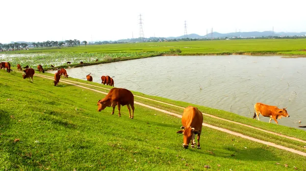 Cows grazing in a field — Stock Photo, Image