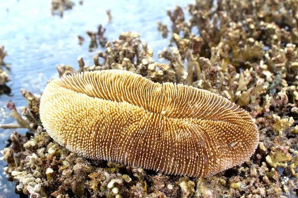 The Coral — Stock Photo, Image