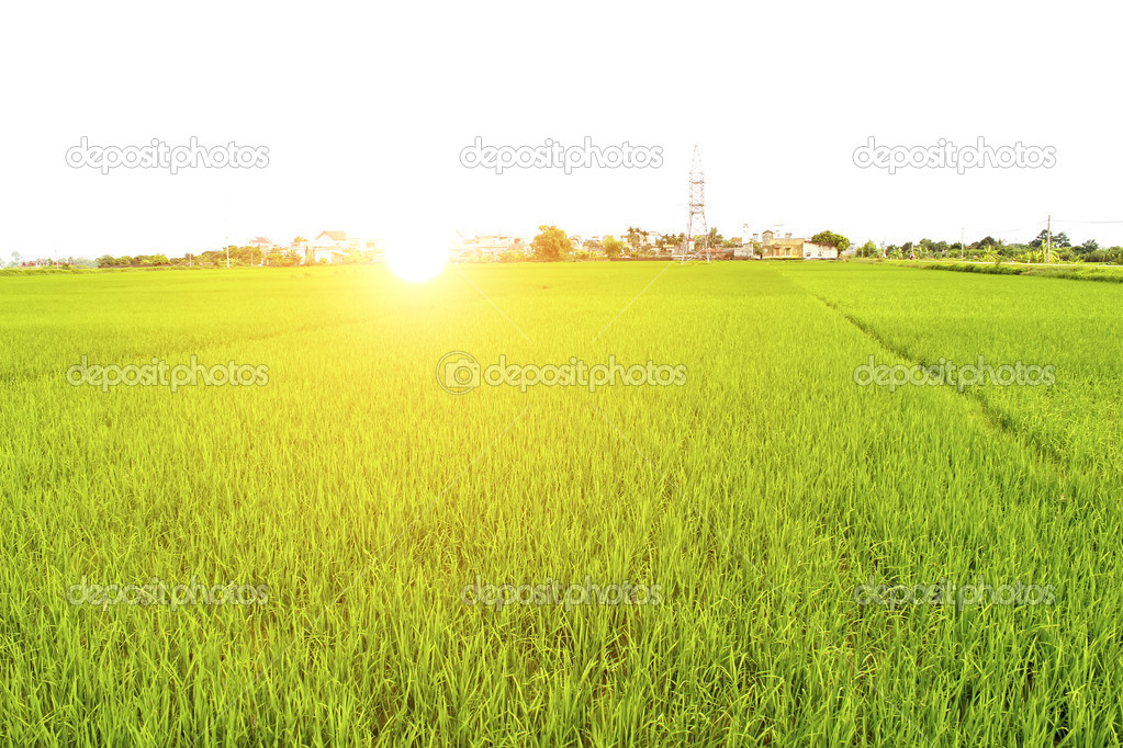 paddy field