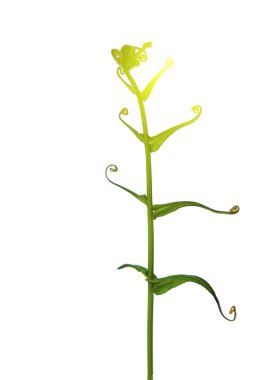 Beyaz arkaplanda yaprak izole edildi