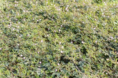 beyaz arkaplanda izole edilmiş çiçek