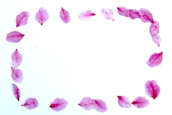 Peach petals — Stock Photo, Image