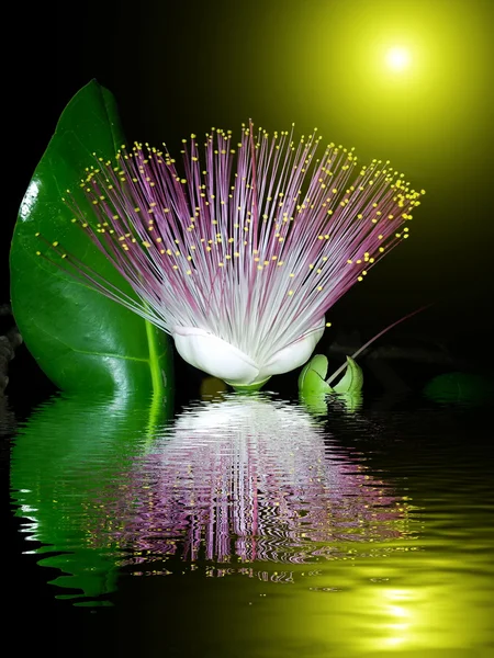 Paarse bloemen bloeien in de nacht — Stockfoto