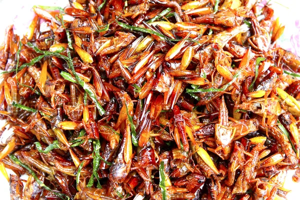 Fried grasshopper — Stock Photo, Image