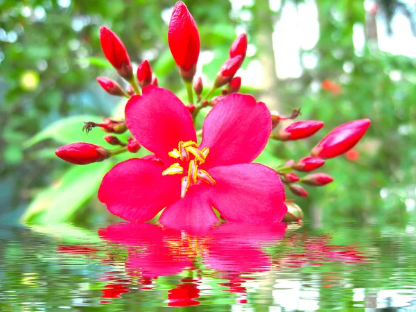 Röd blomma — Stockfoto