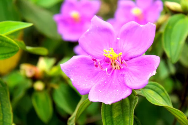 Flower — Stock Photo, Image