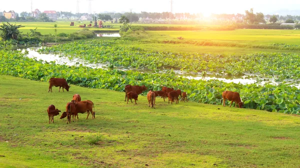 Vacas pastando em um campo — Fotografia de Stock