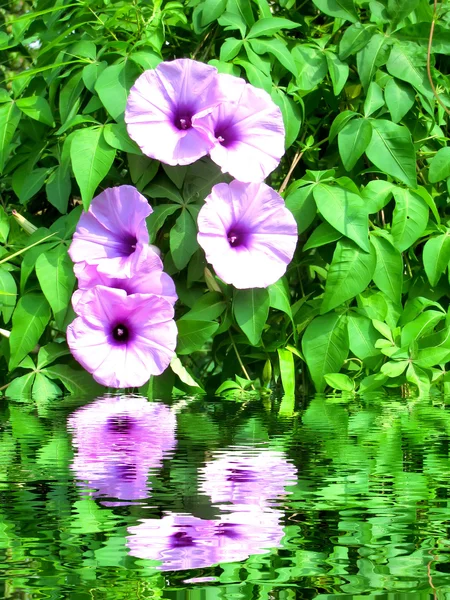 Flor púrpura — Foto de Stock