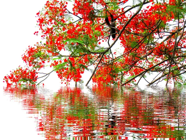 Flor roja — Foto de Stock