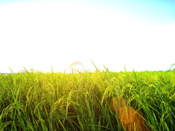 Campo de Paddy — Fotografia de Stock