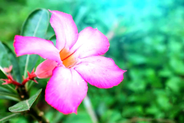 Flor rosa — Fotografia de Stock