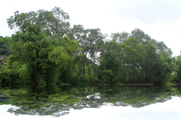 Campo de arroz — Foto de Stock