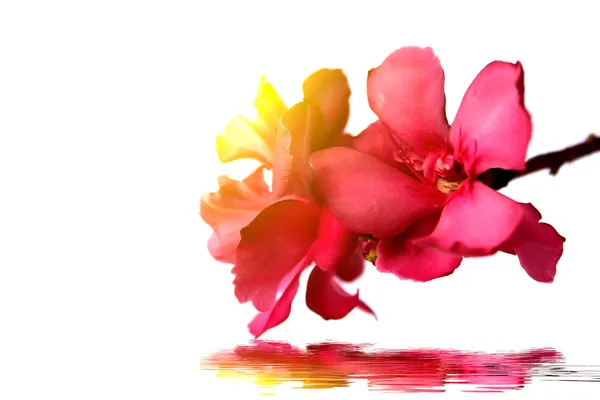 Pink flower — Stock Photo, Image