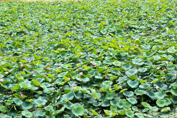 Lotus pond — Stock Photo, Image