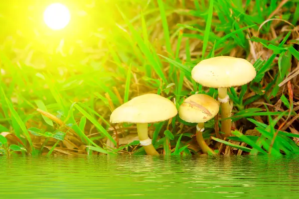 Seta seta en la naturaleza —  Fotos de Stock