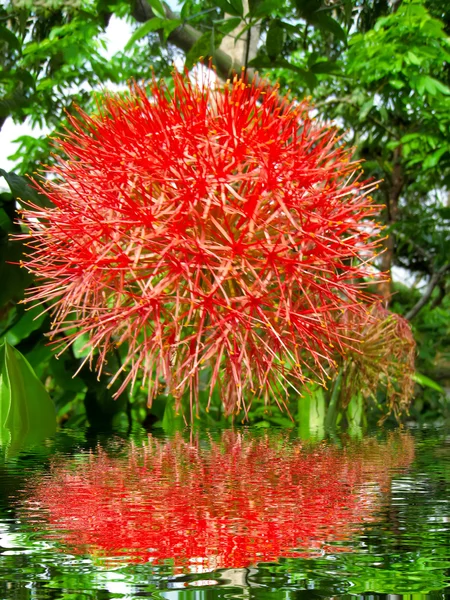 Fiore rosso — Foto Stock