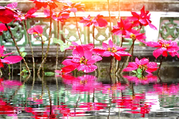 Flor roja — Foto de Stock