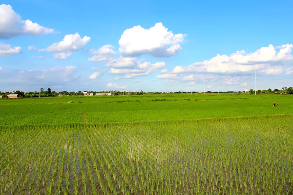 Campo di risaia — Foto Stock