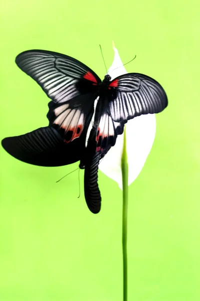 Schmetterling — Stockfoto