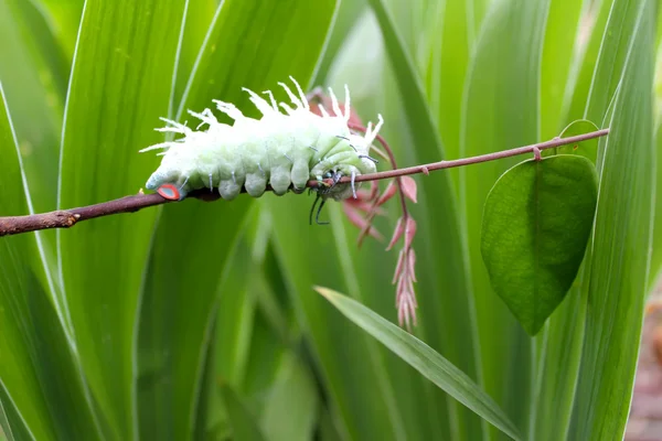 Caterpillar yaprak üzerinde — Stok fotoğraf
