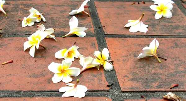 Flor — Fotografia de Stock