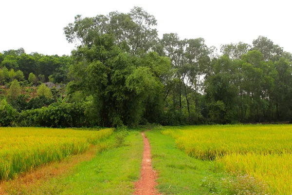 Campo de Paddy — Fotografia de Stock