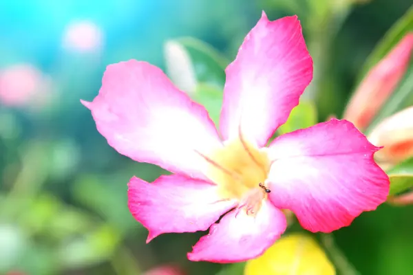 Flor aislada sobre fondo blanco — Foto de Stock