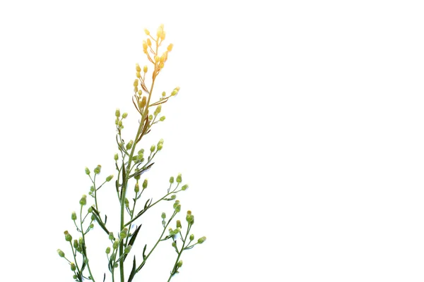 Blume isoliert auf weißem Hintergrund — Stockfoto