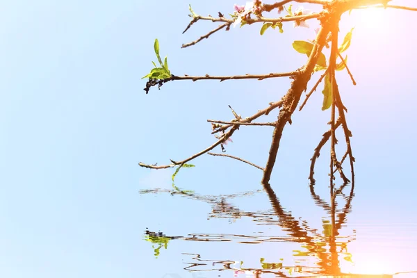 Blomma på himlen — Stockfoto