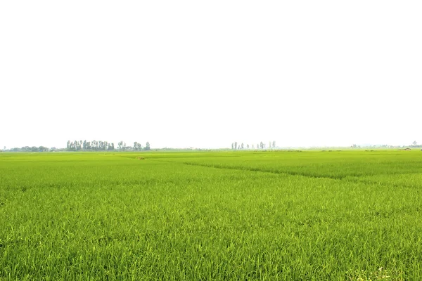 Paddy field — Stock Photo, Image