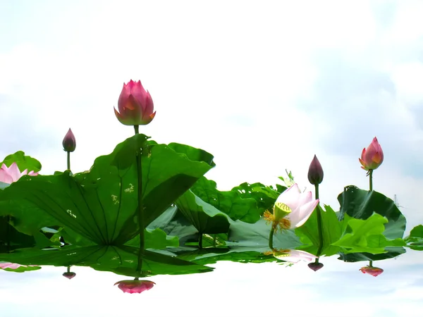 Lotus göleti