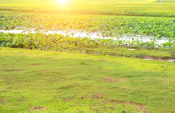 Lotus pond — Stock Photo, Image