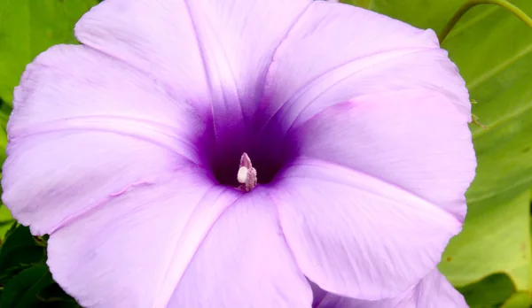 Convolvulus flores — Fotografia de Stock