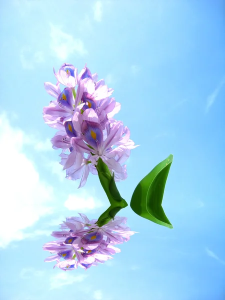 Purple flower — Stock Photo, Image