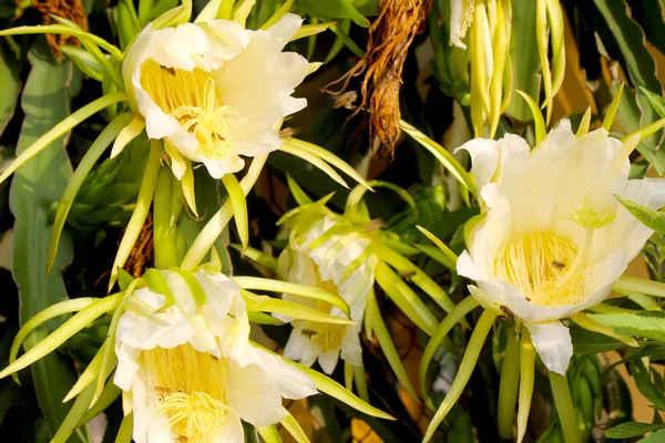 Dragon flower — Stock Photo, Image