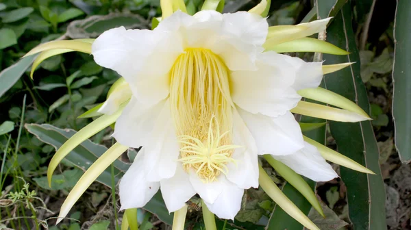 Dragon flower — Stock Photo, Image