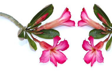 beyaz arkaplanda izole edilmiş çiçek