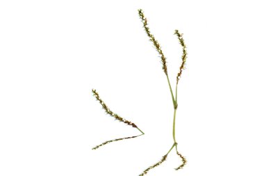 beyaz arkaplanda izole edilmiş çiçek