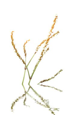 beyaz arkaplanda izole edilmiş çiçek