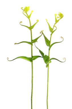 Beyaz arkaplanda yaprak izole edildi