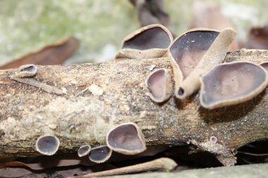 bir ağaç büyüyen mantar