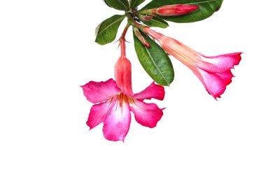 beyaz arkaplanda izole edilmiş çiçek