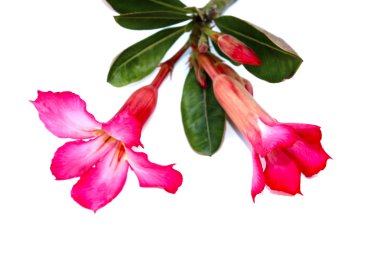 beyaz arkaplanda izole edilmiş çiçek