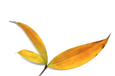 Beyaz arkaplanda yaprak izole edildi