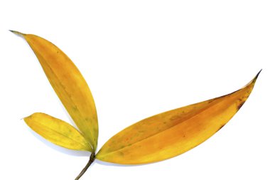 Beyaz arkaplanda yaprak izole edildi