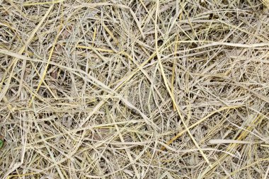 hasat sonra kuru saman